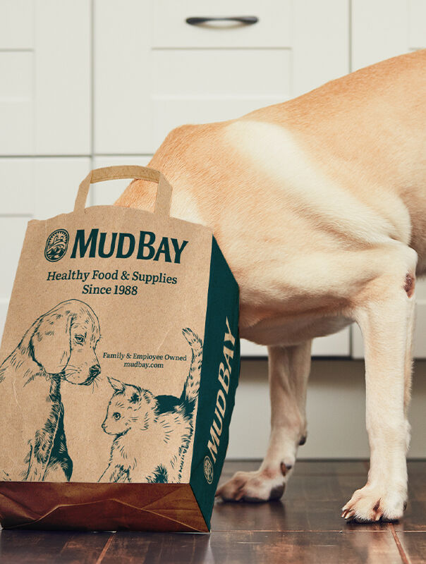 dog with head in Mud Bay shopping bag